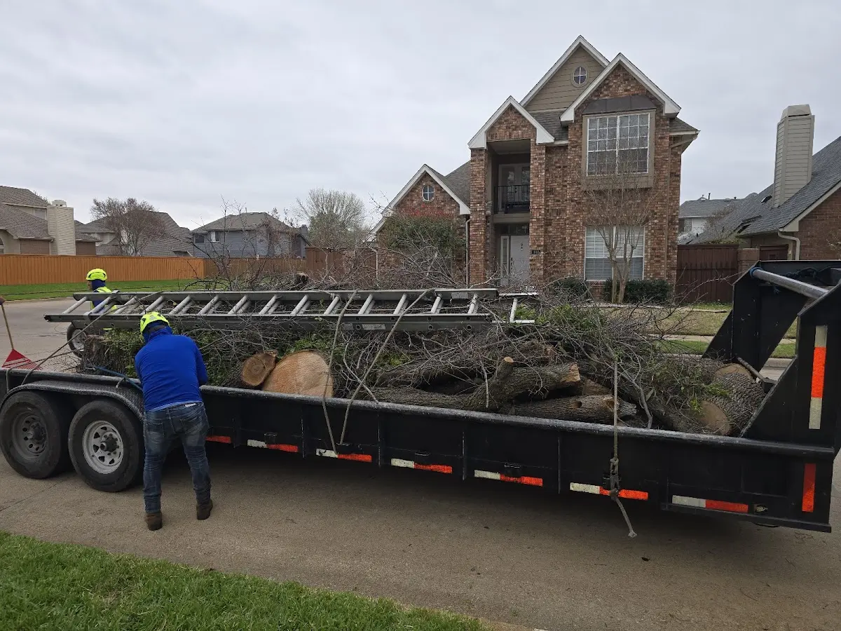 Expert Tree Removal with proper safety equipment in Greenwood
